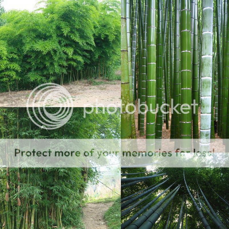 60 Giant Moso Bamboo Seeds Phyllostachys Pubescens Garden Plants S055